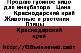 Продаю гусиное яйцо для инкубатора › Цена ­ 60 - Краснодарский край Животные и растения » Птицы   . Краснодарский край